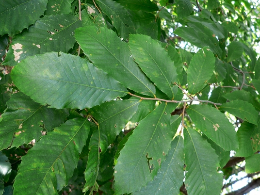 {Castanea pumila}
